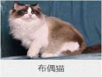 河南省橙韵信息技术有限公司