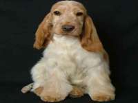 河南省橙韵信息技术有限公司